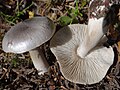 !! Tricholoma virgatum !!