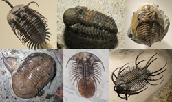 Trilobita Diversity.png