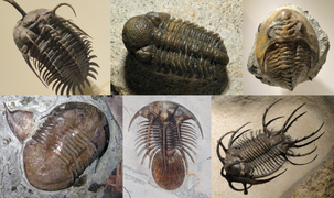 Trilobita diversity