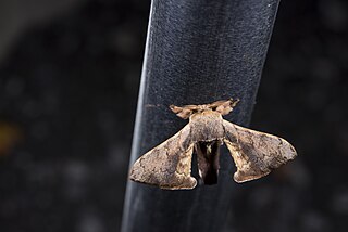 <i>Trilocha varians</i> Species of moth