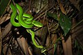 Trimeresurus albolabris (crotale des bambous) (mâle)