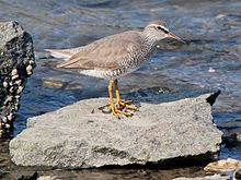 Tringa brevipes on rock.JPG