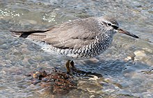 Sibirvandresnipe i sommardrakt Foto: Wikimedia-brukar Alpsdake