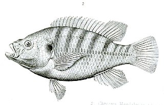 <i>Tristramella simonis</i> Species of fish