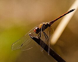 Trithemis werneri