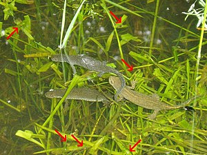 Alpenwatersalamander: Uiterlijke kenmerken, Verspreiding en habitat, Levenswijze