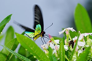 Troides magellanus sonani.jpg