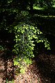 Foliage, Rogów Arboretum, Poland