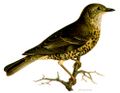 Wilhelm von Wright, Svenska fåglar, efter naturen och på sten ritade, 2nd edition (1810 - 1887)