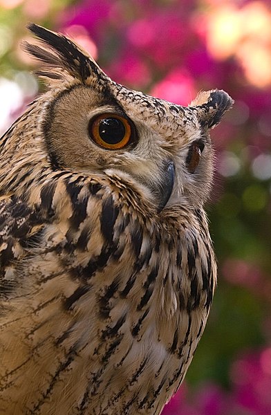 File:Turkestan Eagle Owl Kakegawa 2.jpg