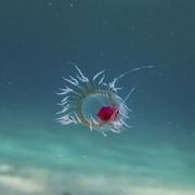 Turritopsis dohrnii, una pequeña medusa biológicamente inmortal transfiere sus células a sus descendientes.[94]​[95]​