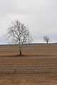 Two trees in a field in April.JPG