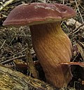 Thumbnail for Tylopilus badiceps