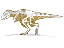 Pourquoi les T.rex n'ont que deux doigts - Sciences et Avenir