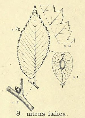 Ulmus nitens italica.jpg