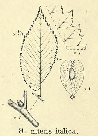 <i>Ulmus minor <span style="font-style:normal;">var.</span> italica</i> Elm cultivar