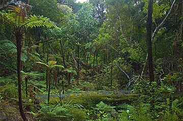 Datei:Ulva_Island_rainforest.jpg