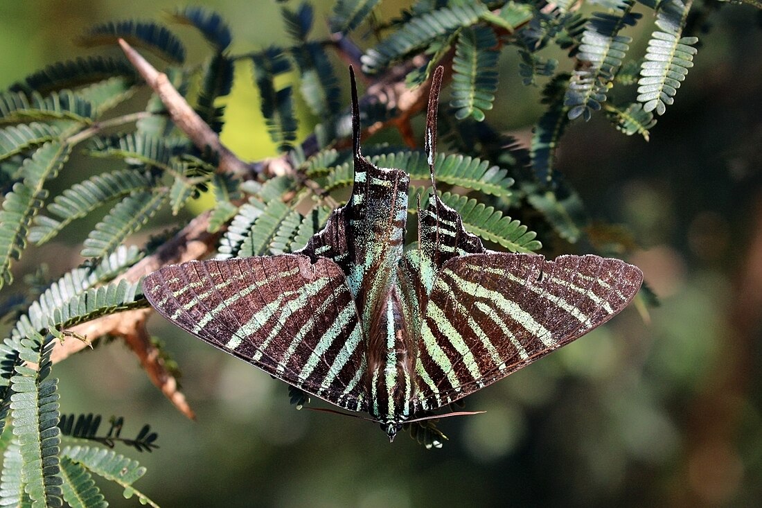 Urania (moth)