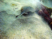 A round stingray at Laguna Beach, CA. Urobatis halleri laguna.jpg