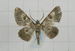 Cleora nigronotaria