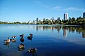 Canadian Geese on Lost Lagoon with Downtown Vancouver in background