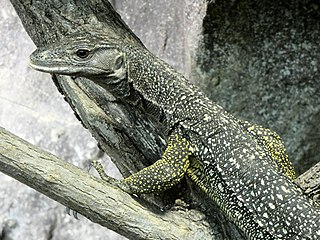 <span class="mw-page-title-main">Large-scaled water monitor</span> Species of lizard
