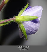 Flower / sepals