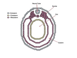 Neurula Embryo at the early stage of development in which neurulation occurs