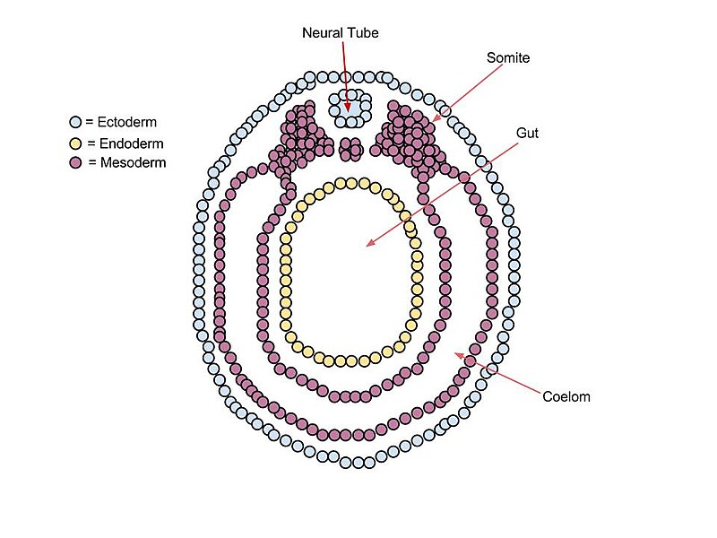 File:Vetebrate Embryo.jpg