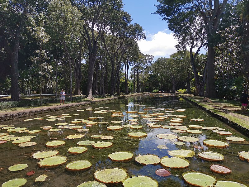 File:Victoria cruziana pond 2019-09-27 2.jpg