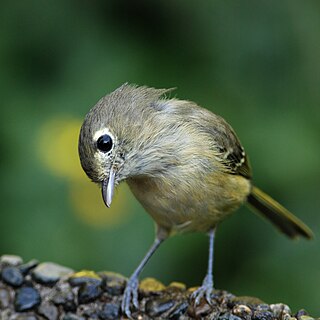 Hutton's vireo