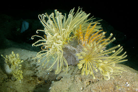 Морская лилия фото. Crinoidea морские лилии. Иглокожие морская Лилия. Криноиды морская Лилия. Тип иглокожие морская Лилия.