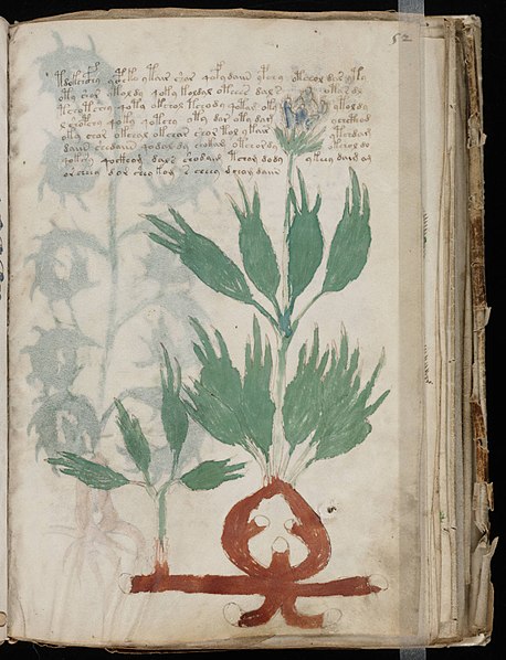 File:Voynich Manuscript (103).jpg