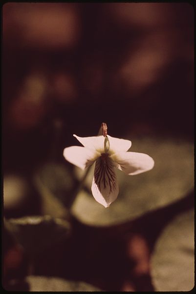 File:WHITE VIOLET IN THE ADIRONDACK FOREST PRESERVE - NARA - 554586.jpg