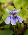 Donkersporig bosviooltje (Viola reichenbachiana)