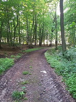 Wald zwischen Sagerhof und Wunderberg 37