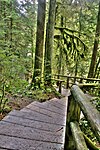 Forest trail in Capilano River Regional Park