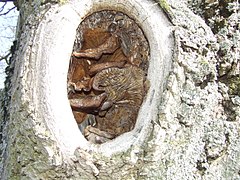 Champignons colonisant l'intérieur d'un arbre sénescent.