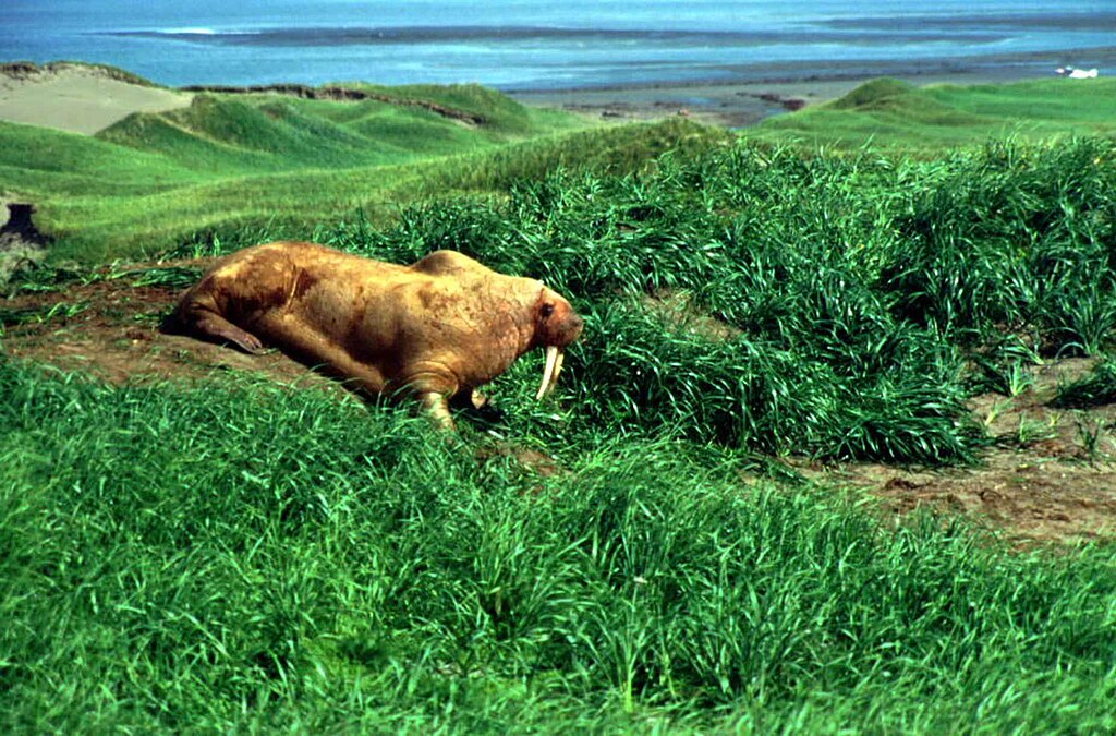 File:Walrus animal male detailed photo.jpg - Wikimedia Commons