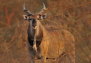 Eland gigant occidental (Taurotragus derbianus derbianus)