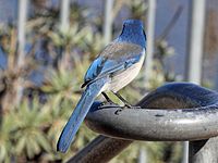 Jay, Western Scrub Aphelocoma californica