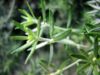 Westringia eremicola leaves.jpg