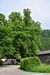 House linden tree in Weyer Land