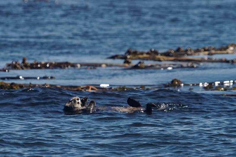 File:Whale-watching trip (Cow Bay) (8277236359).jpg