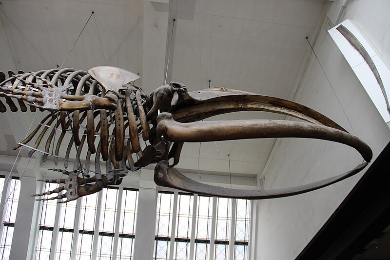 File:Whale Skeleton (36448108686).jpg