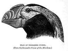 1895 portrait of breeding adult WhiskeredPuffinLyd.jpg