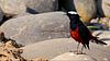 White-Capped water-redstart