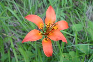 Lilium philadelphicum