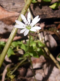 <i>Stellaria flaccida</i> Species of plant