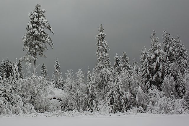 Forest covered in snow during winter